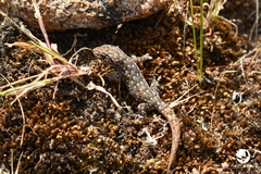 Gehyra variegata