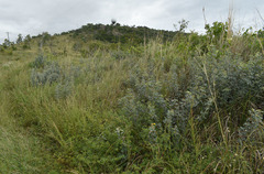 Cajanus confertiflorus