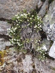 Veronica tetrasticha