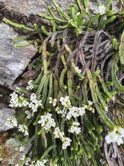 Veronica tetrasticha