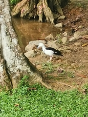 Radjah