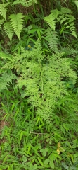 Lygodium japonicum