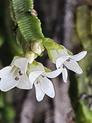 Veronica tetrasticha