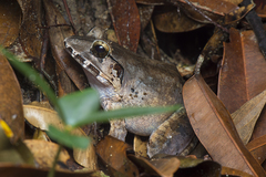 Limnonectes malesianus
