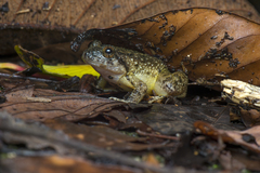 Limnonectes conspicillatus