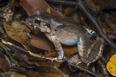 Limnonectes malesianus