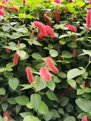 Acalypha pendula