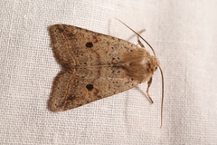 Agrochola blidaensis