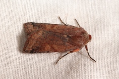 Agrochola haematidea