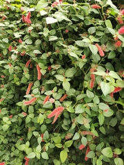 Acalypha pendula