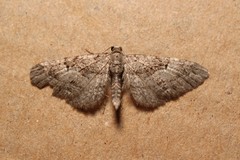 Eupithecia pusillata