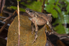 Ingerophrynus divergens