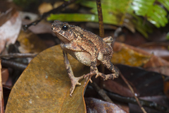 Ingerophrynus divergens