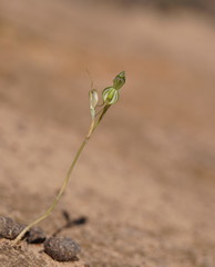 Pterostylis planulata