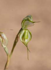 Pterostylis planulata
