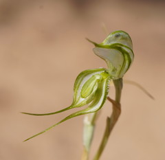 Pterostylis planulata