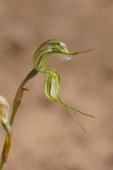 Pterostylis planulata