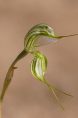 Pterostylis planulata