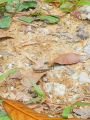 Trilophidia annulata