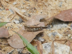 Trilophidia annulata