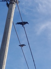 Acridotheres tristis