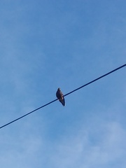 Acridotheres tristis