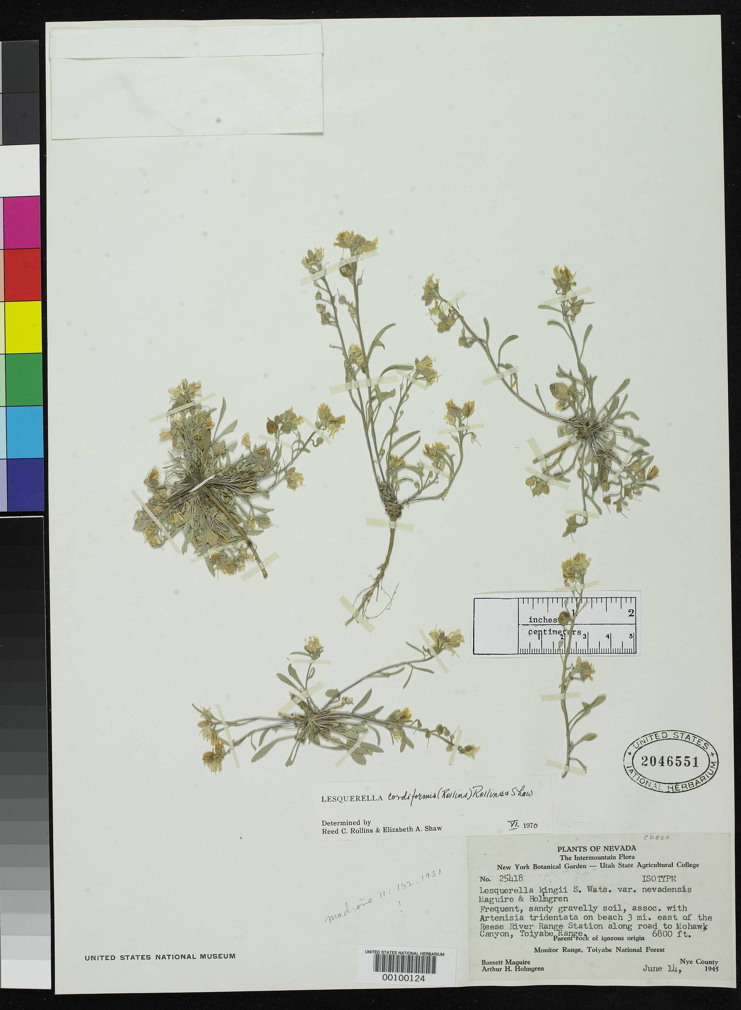 Physaria cordiformis