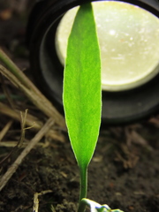 Ophioglossum thermale