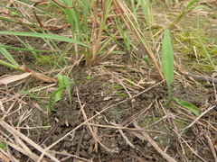 Ophioglossum thermale