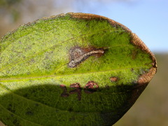 Bucculatrix frangutella