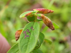 Eucalybites auroguttella
