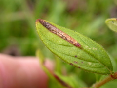 Eucalybites auroguttella
