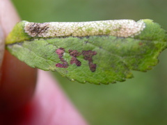Phyllonorycter spinicolella