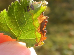 Phylloporia bistrigella