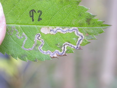 Stigmella anomalella