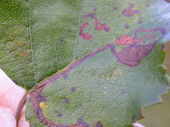 Stigmella continuella
