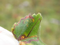 Stigmella continuella