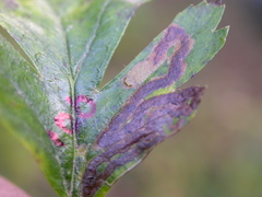Stigmella oxyacanthella