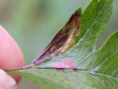 Stigmella perpygmaeella
