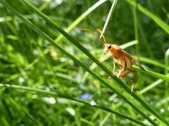 Tenthredopsis auriculata
