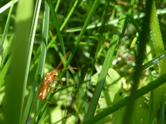 Tenthredopsis auriculata
