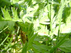 Tenthredopsis auriculata