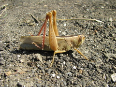 Heteracris pterosticha