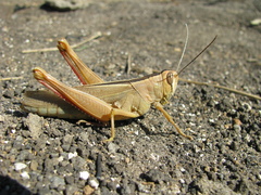 Heteracris pterosticha