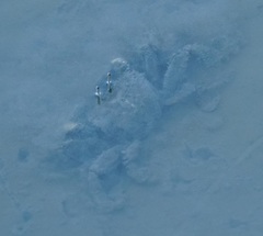 Venitus latreillei