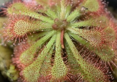 Drosera tokaiensis