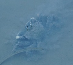 Venitus latreillei