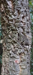 Quercus suber