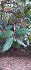 Quercus suber