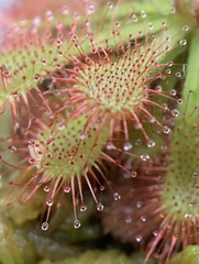 Drosera tokaiensis